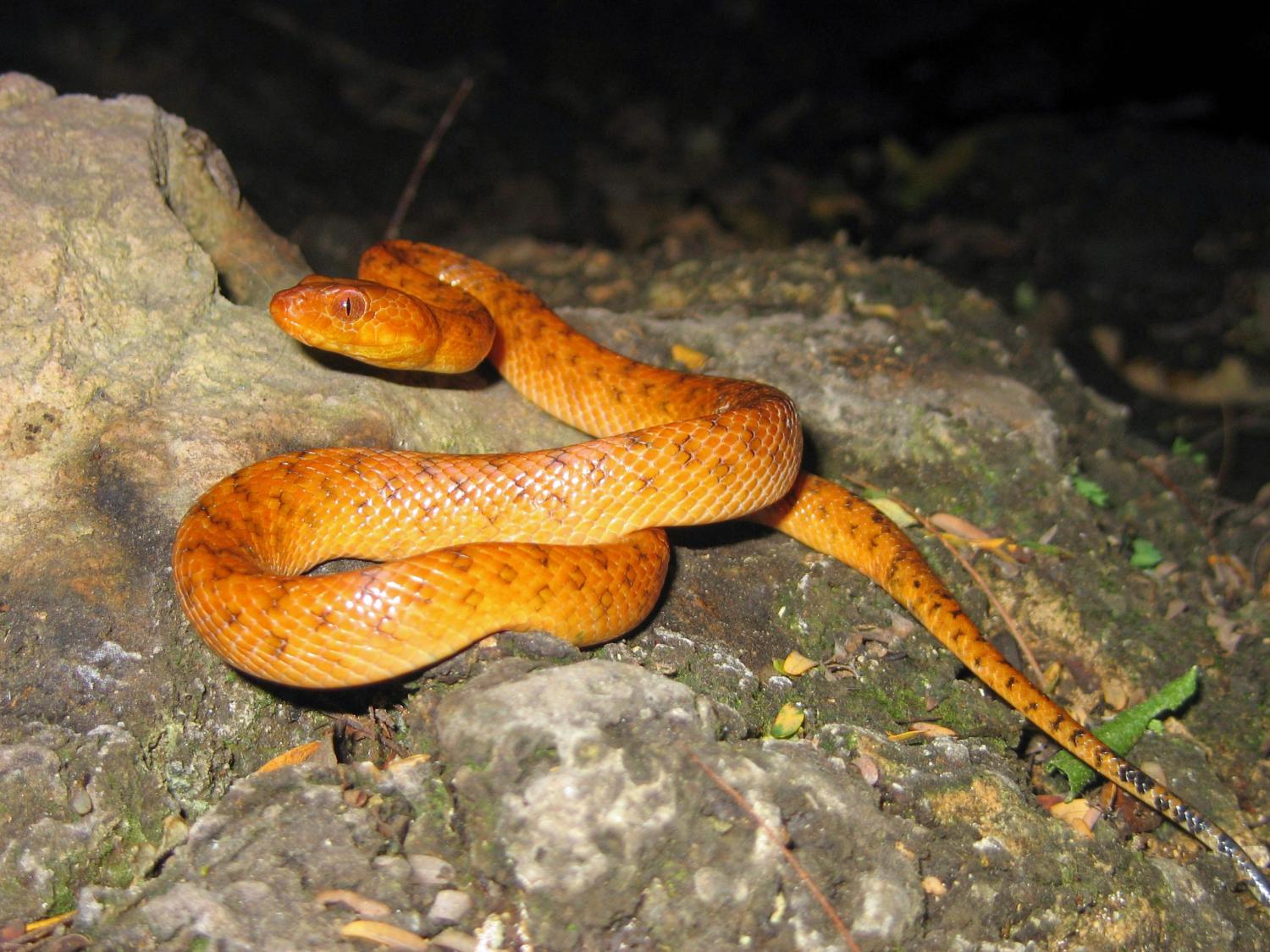 Madagascarophis colubrinus